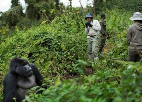 3 Days Mountain Gorillas & Cultural Immersion