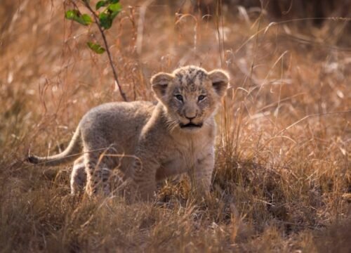 Africa’s Big Five Safari Experience