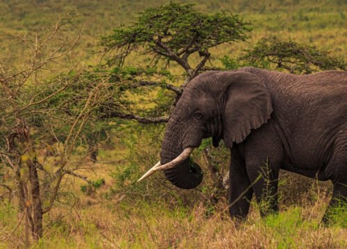 The Big Five Safari in Uganda