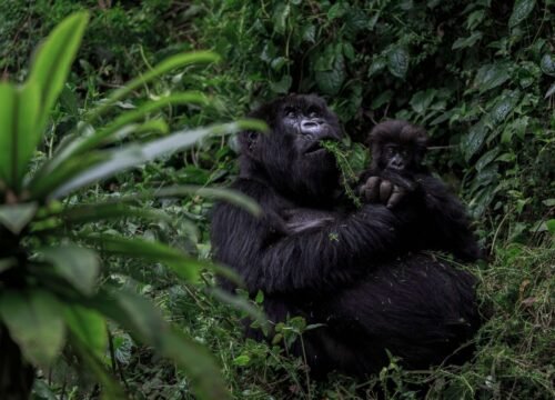 Gorilla family Groups
