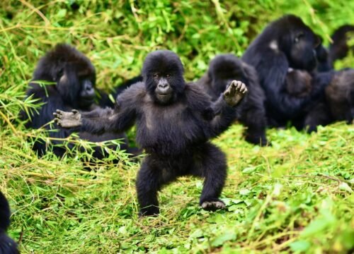5 Days Gorilla Trekking Rwanda