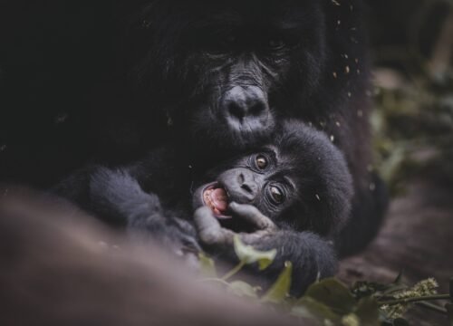 3 Days Uganda Gorilla Trekking and Batwa ‘Pygmies’ Experience