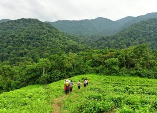 3 Days Uganda Mountain Gorilla Trekking