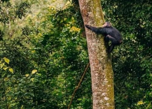 4 Days Chimps Trekking & Canopy Walk Trail Hike