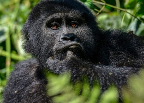 5 Days Gorillas in the Mist