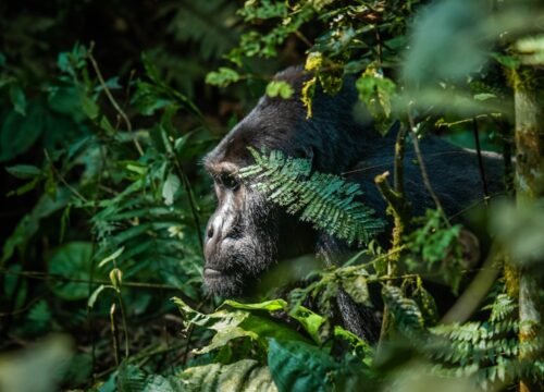 4 Days Uganda Gorilla Trekking And Lake Bunyonyi