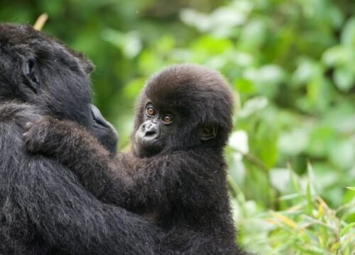 3 Days Fly-in Gorilla Trekking Safari In Bwindi