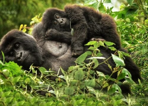 6 Days Great Apes of Rwanda