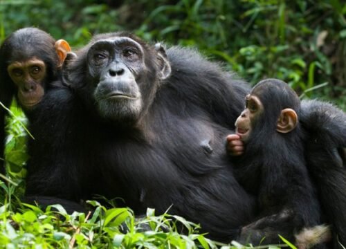 8 Days Remarkable Uganda Primates Safari