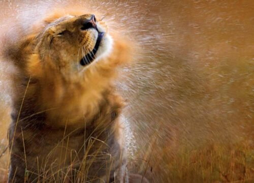 Africa’s Big Five Safari Experience