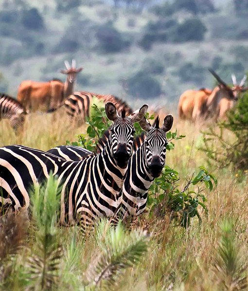                                          Akagera National Park                                    