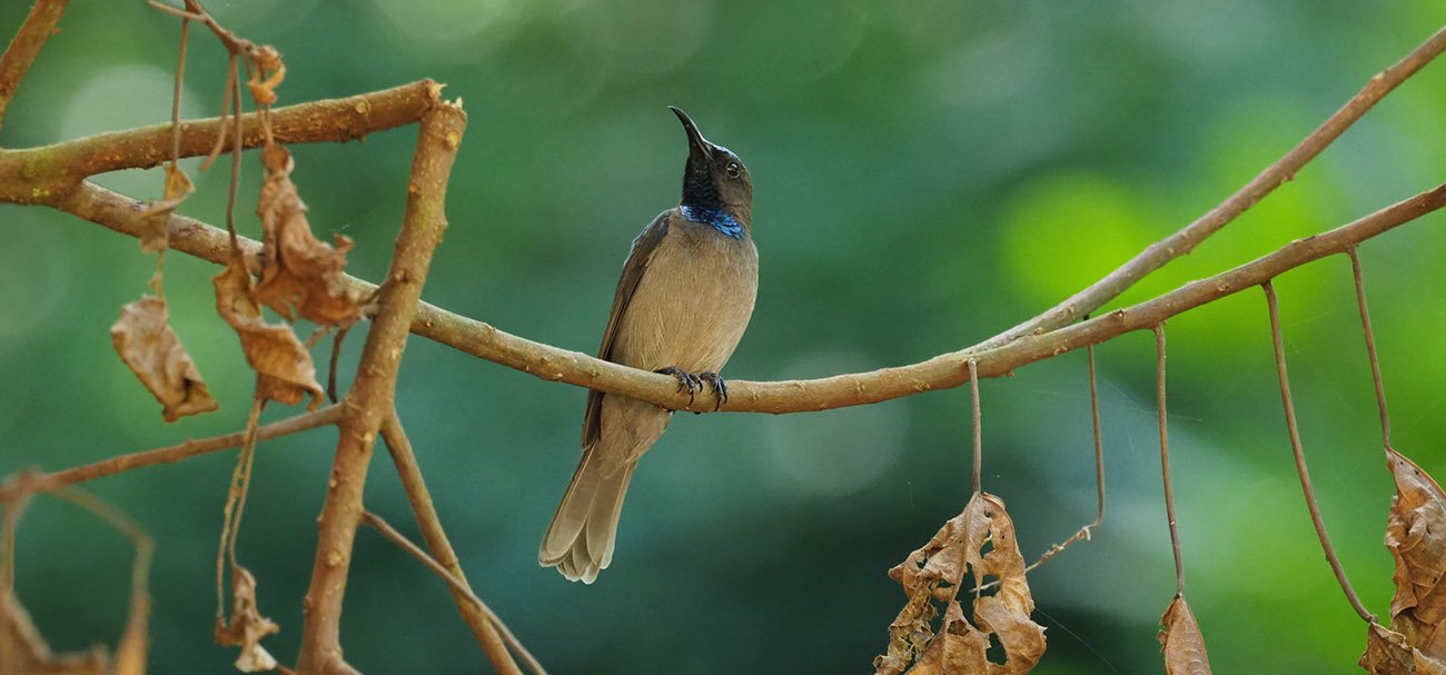 Bird Watching