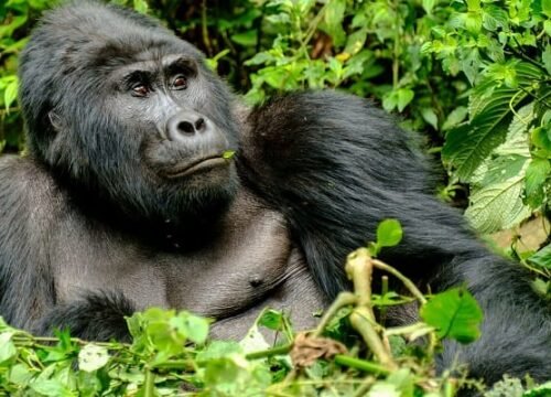 Gorilla Trekking in Bwindi