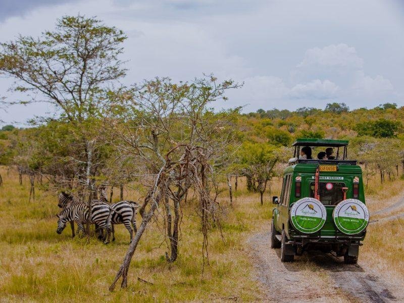 Game Drives