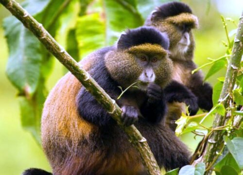 4 Days Mountain Gorillas & Golden Monkey Trekking