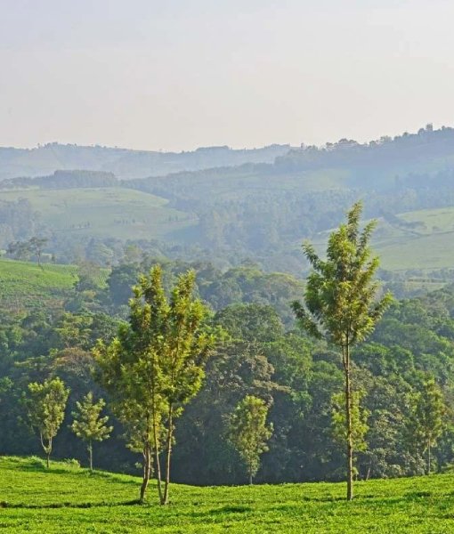 Kibale National Park