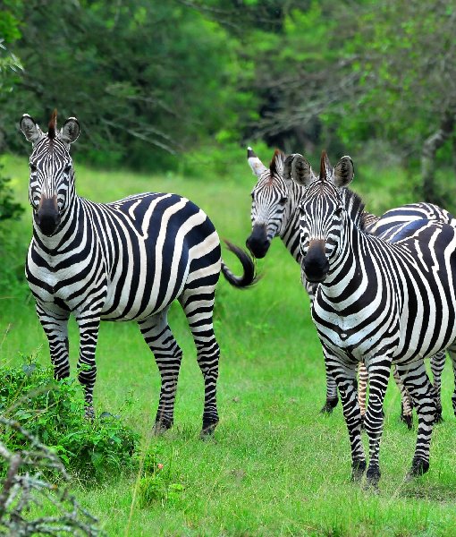 Lake Mburo National Park