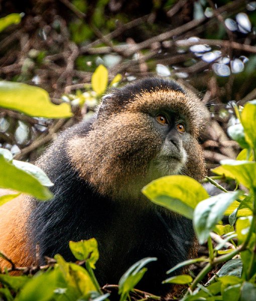 Mgahinga National Park
