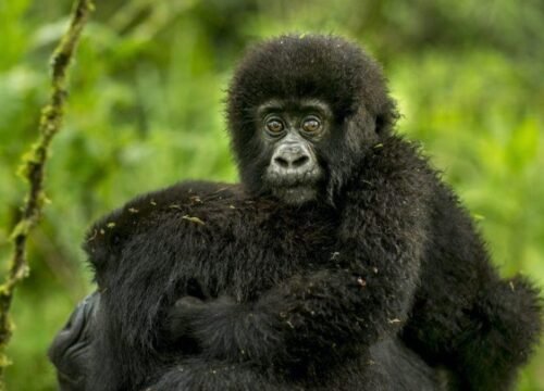 Mountain Gorilla Trekking Express