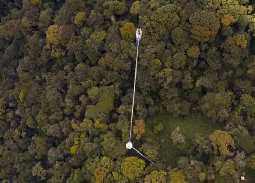 Nyungwe Forest Canopy Walk Experience