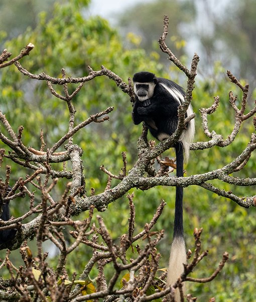 Nyungwe Forest National Park
