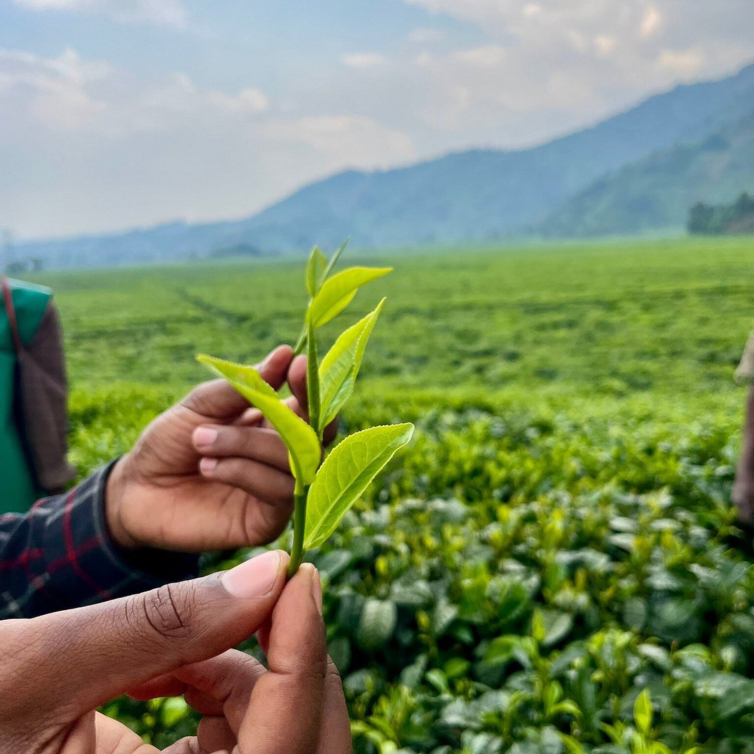 Tea Plantation Experience at PFUNDA Tea Estate Company