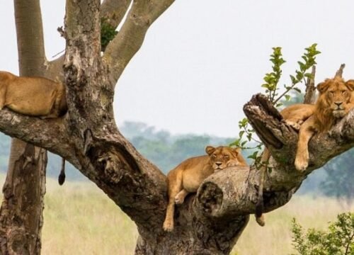 The Tree Climbing Lions of Ishasha