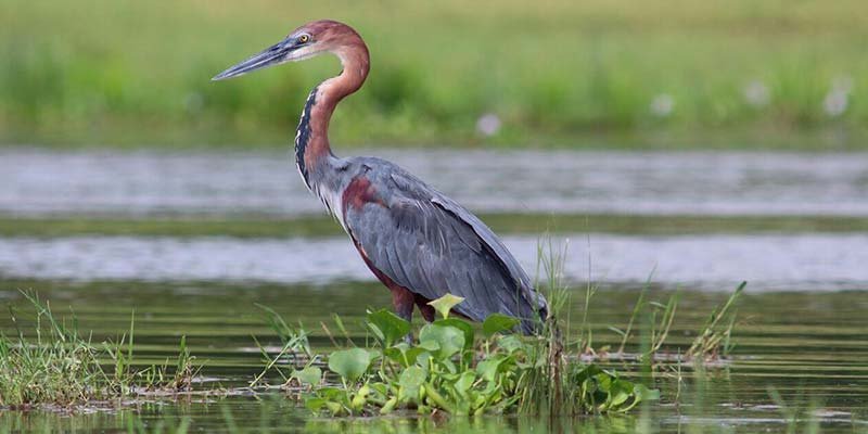 Uganda-Birding-Wildlife-Tour