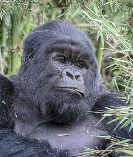 Rwanda